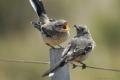 Birds Chile-Argentina